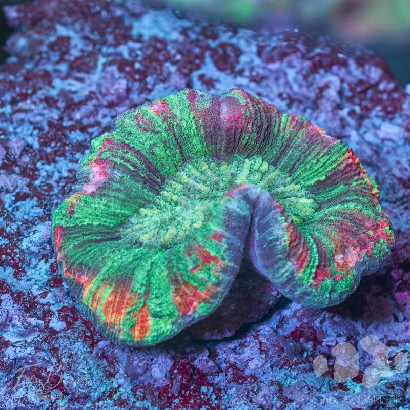 Trachyphyllia rainbow 3 - Kopie